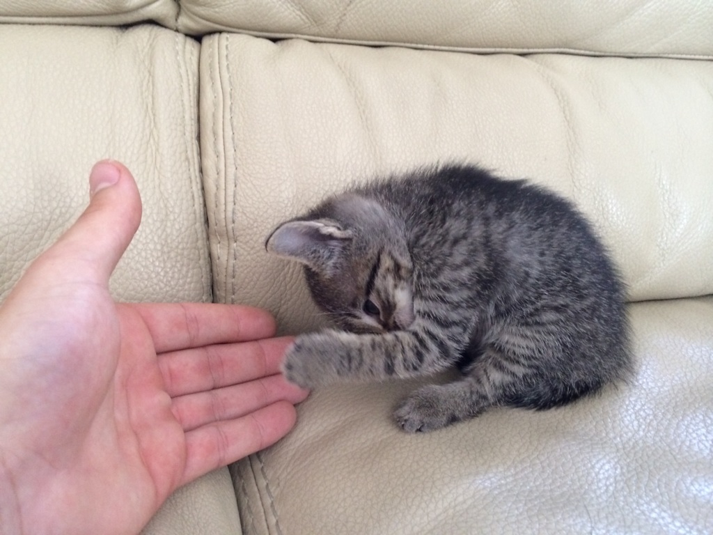 kitten playing with hand