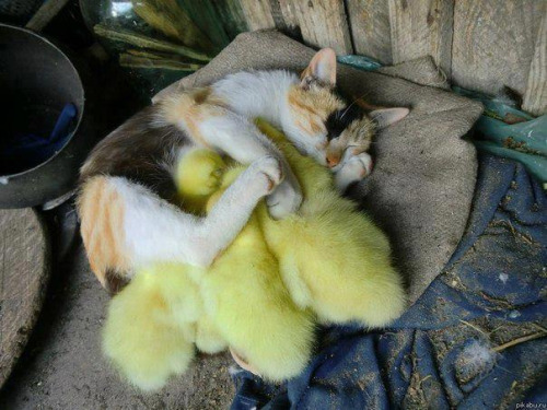 cat warming ducks