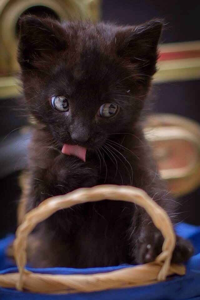 kitten licking paw