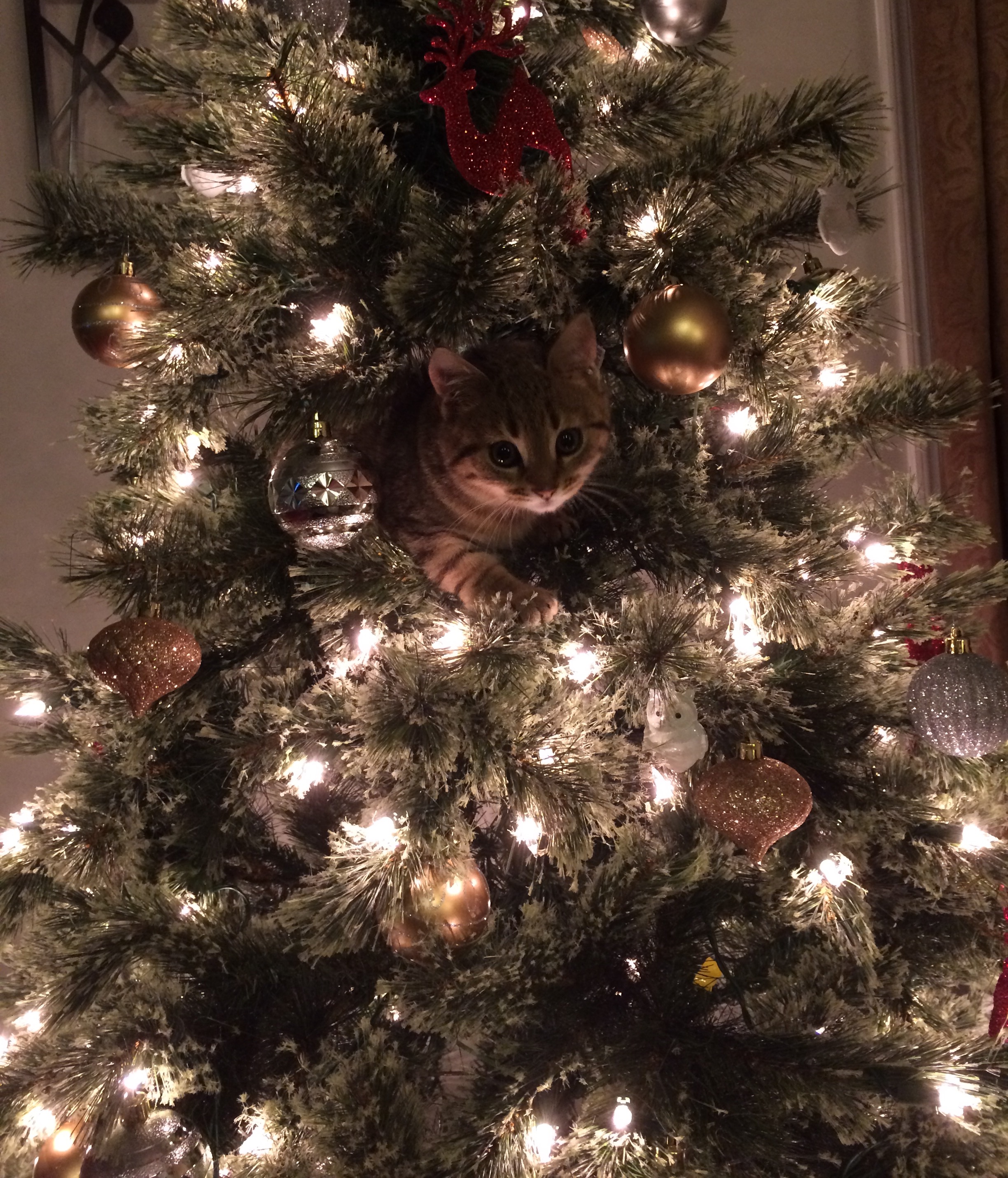 cat in chrsitmas tree