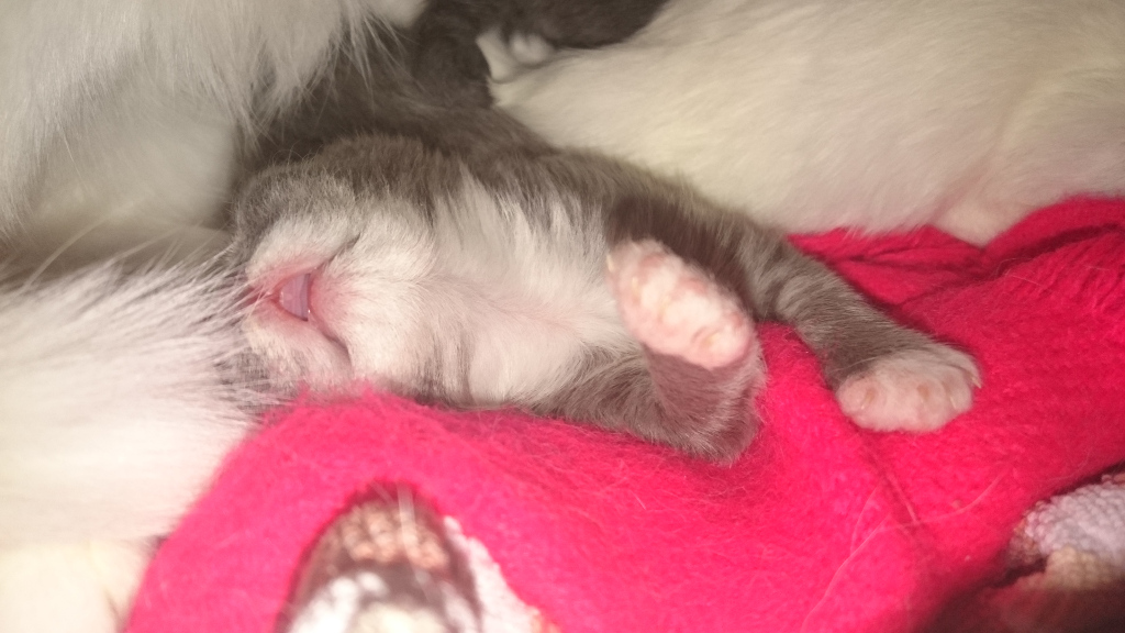 cat asleep under blanket