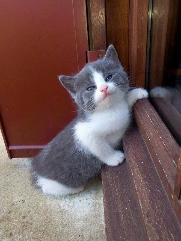 kitten at the door