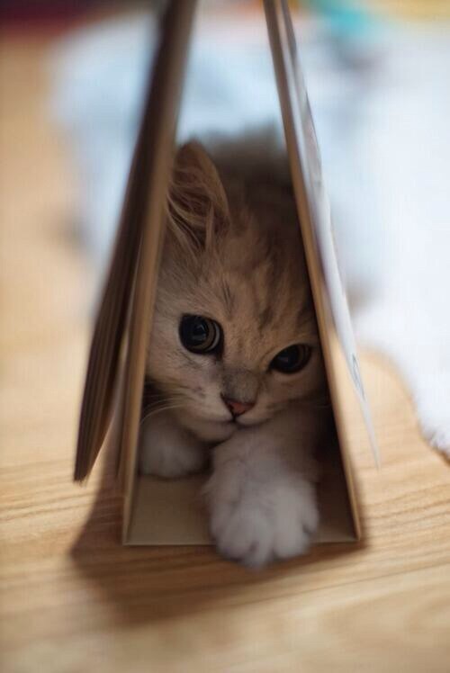 kitten hiding under book