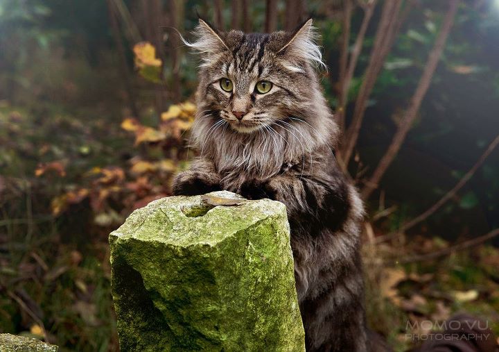 Norwegian forest cat