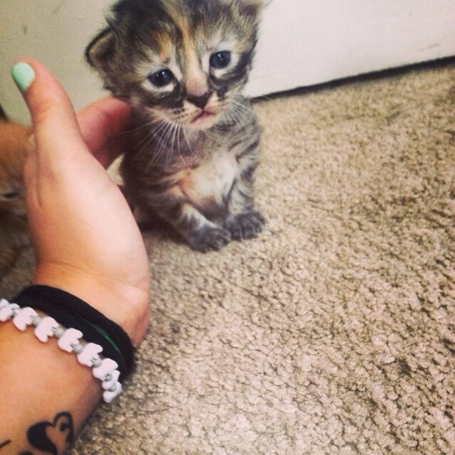 kitten that looks sad
