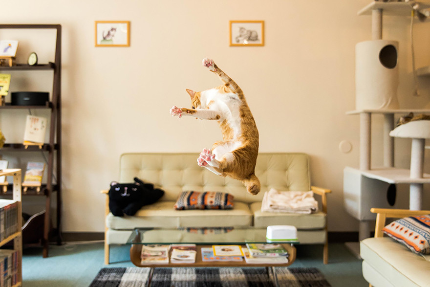 cat jumping in the air