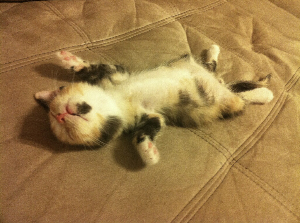 kitten asleep on sofa