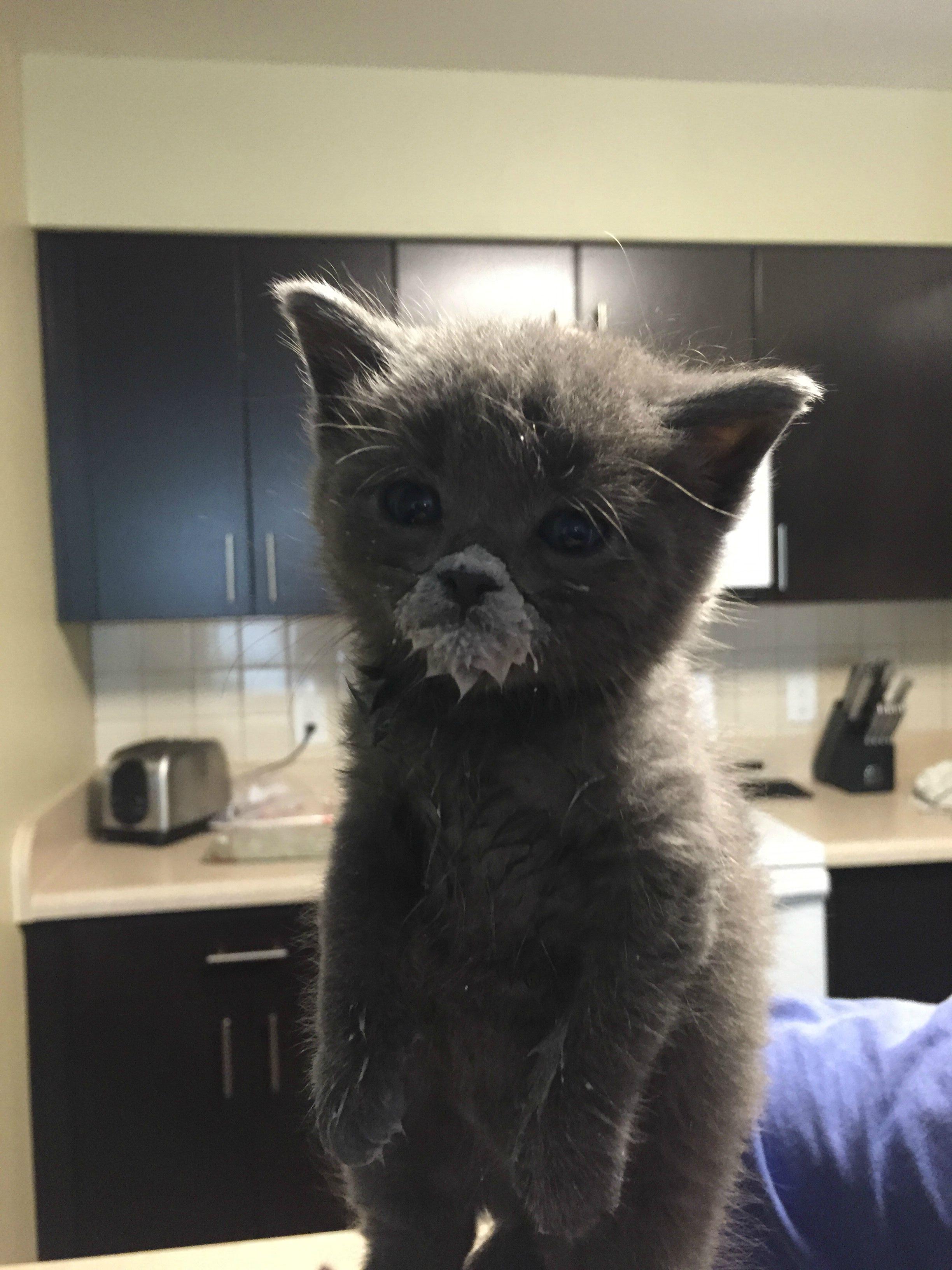 kitten with milk on face