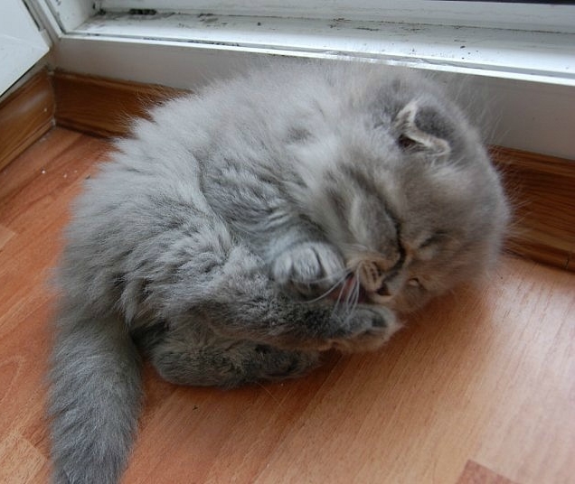 kitten tucked in a ball cleaning paws