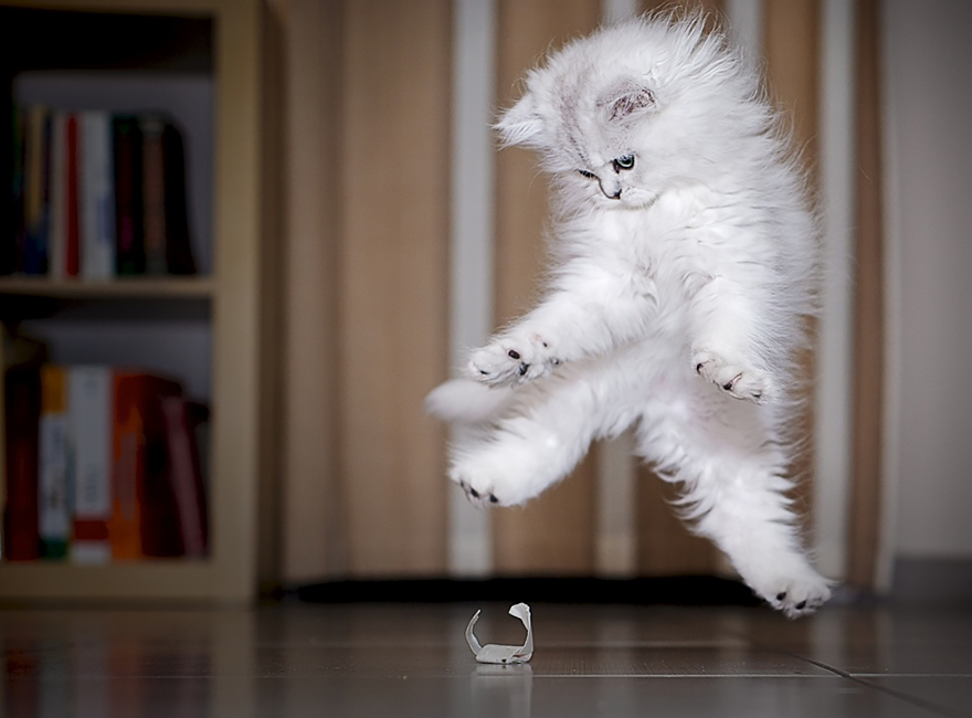 cat jumping in the air