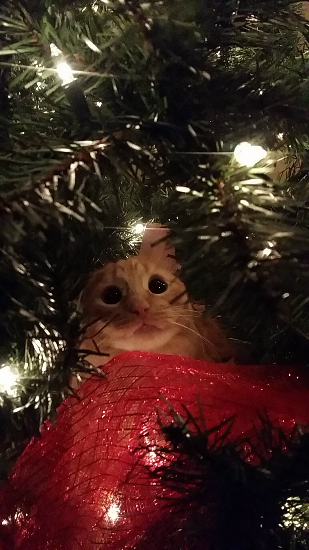 cat in chrsitmas tree