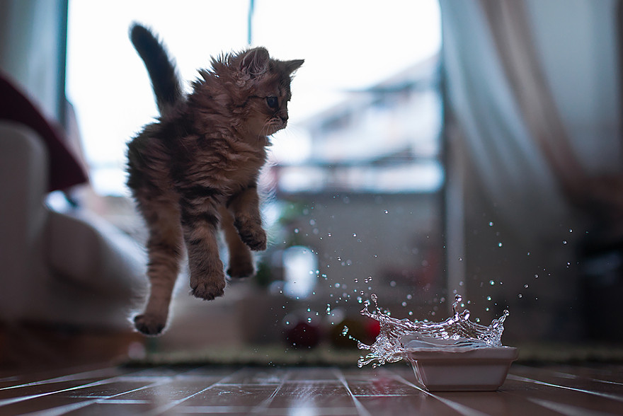 cat jumping in the air