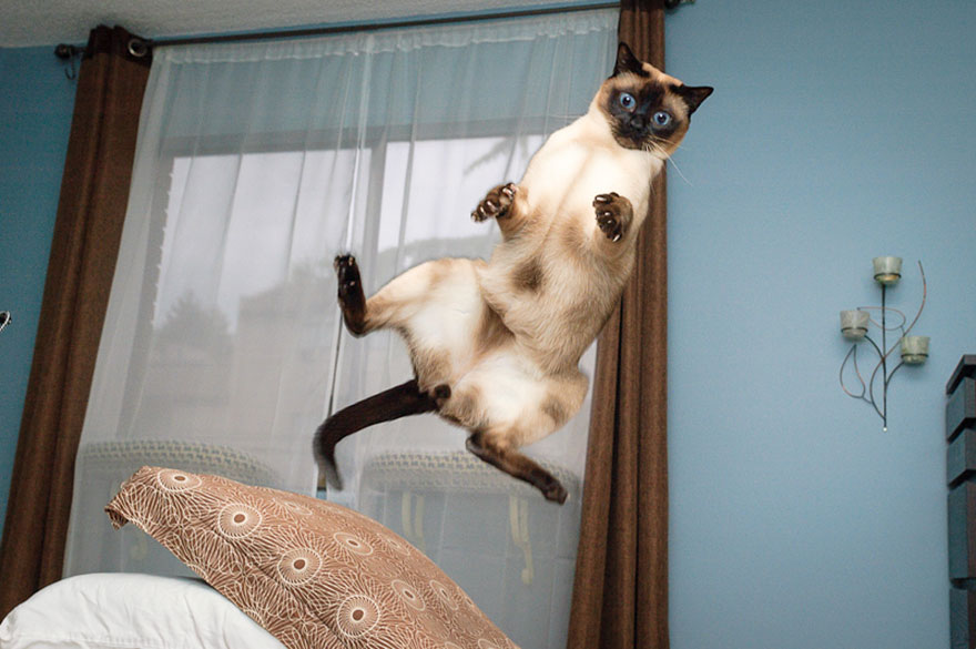 cat jumping in the air