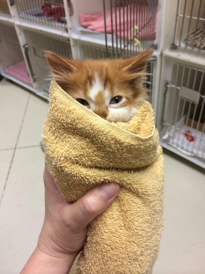 kitten wrapped in blanket