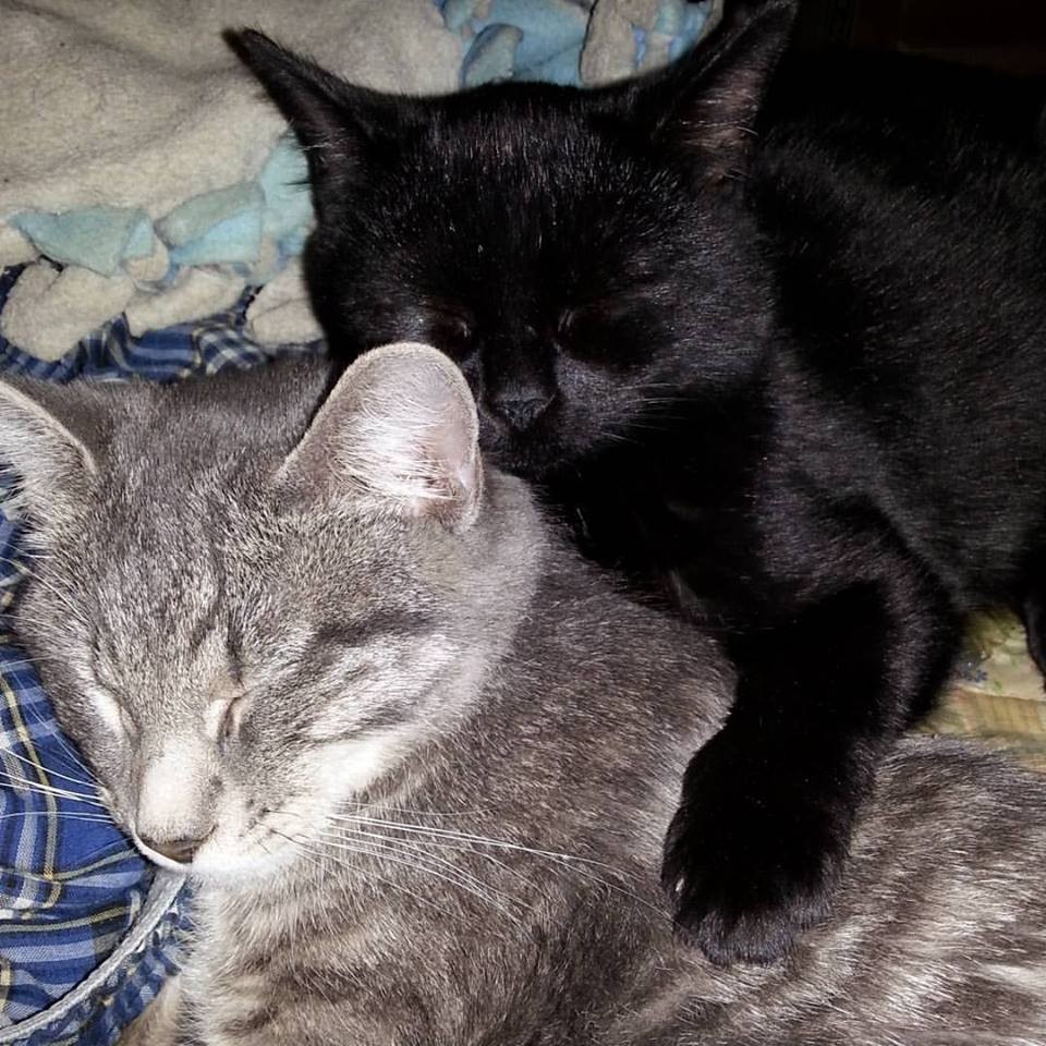 two cats asleep on bed