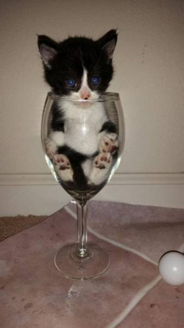 kitten in wine glass