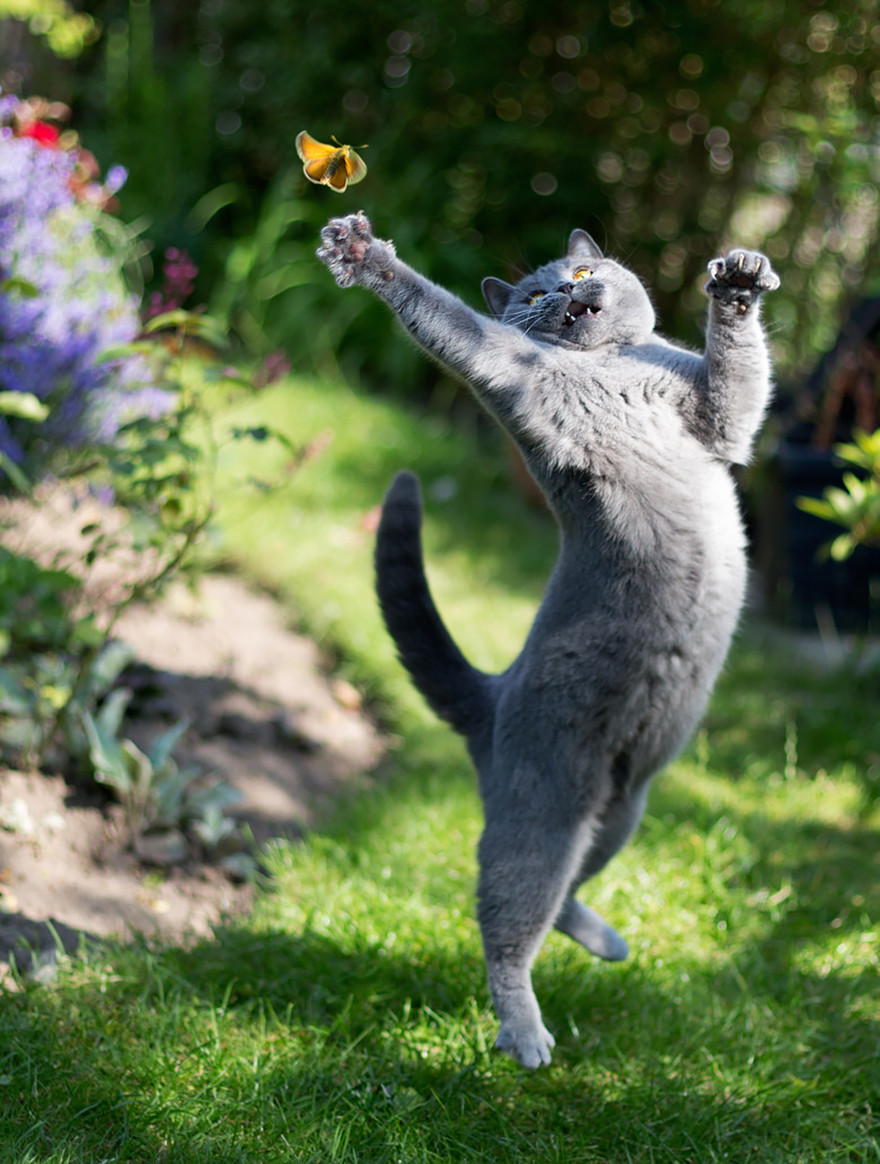 cat jumping in the air