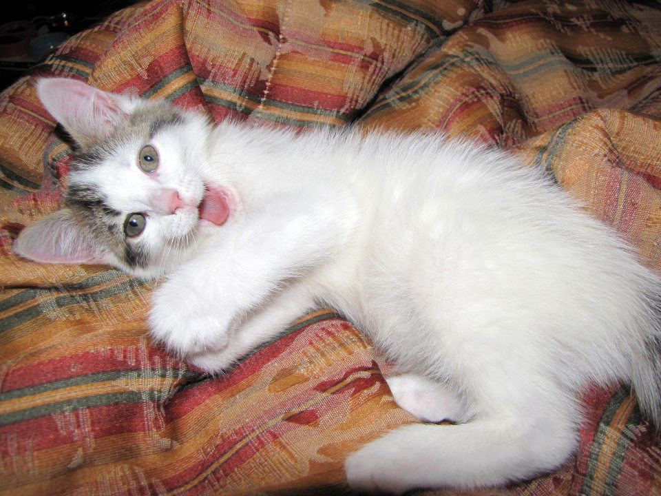 kitten playing on sofa